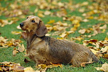 Standard Wire-haired Dachshund (Canis familiaris) portrait of adult on lawn covered in fall leaves