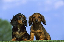 Miniature Long-haired Dachshund (Canis familiaris) two puppies