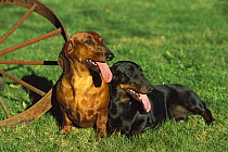 Standard Smooth Dachshund (Canis familiaris) two resting on lawn near wagon wheel