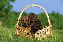 Miniature Wire-haired Dachshund (Canis familiaris) three puppies in a basket