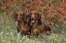 Dachshund (Canis familiaris) standard smooth and standard long-haired sitting together in grassy field