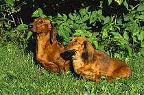 Dachshund (Canis familiaris) standard smooth and standard long-haired sitting together in grassy field