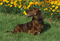 Standard Long-haired Dachshund (Canis familiaris) adult standing on lawn with Marigolds in the background
