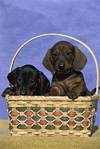 Standard Smooth Dachshund (Canis familiaris) two puppies in a basket