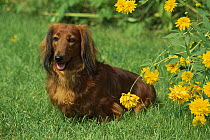 Standard Long-haired Dachshund (Canis familiaris) adult resting on lawn near garden flowers