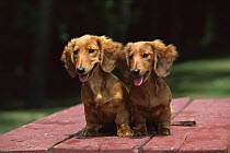 Miniature Long-haired Dachshund (Canis familiaris) pair sitting on picnic table