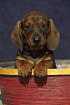 Standard Smooth Dachshund (Canis familiaris) portrait of a puppy in a basket