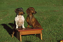 Miniature Smooth Dachshund (Canis familiaris) two adults of different coloration standing upright on a foot-stool