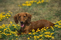 Miniature Long-haired Dachshund (Canis familiaris) puppy laying in field among flowers