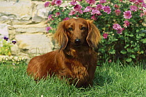 Standard Long-haired Dachshund (Canis familiaris) adult portrait in garden with flowers