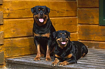 Rottweiler (Canis familiaris) pair of adults resting on a porch