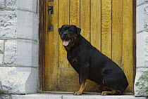 Rottweiler (Canis familiaris) adult sitting outside the door of a house