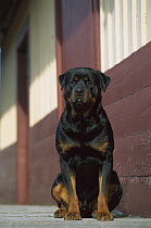 Rottweiler (Canis familiaris) adult sitting outside a barn