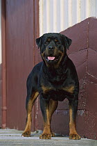 Rottweiler (Canis familiaris) adult standing alert outside barn
