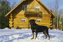 Rottweiler (Canis familiaris) adult standing in snow outside of a home