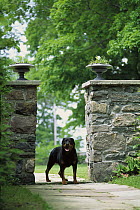 Rottweiler (Canis familiaris) adult standing on the driveway outside of a home