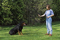 Rottweiler (Canis familiaris) being trained by a woman to sit and stay