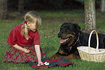 Rottweiler (Canis familiaris) at a picnic with young girl