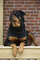 Rottweiler (Canis familiaris) adult portrait on deck of house
