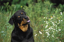 Rottweiler (Canis familiaris) portrait of curious adult