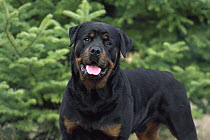 Rottweiler (Canis familiaris) portrait of an adult male