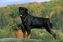 Rottweiler (Canis familiaris) adult male portrait standing by potted plant