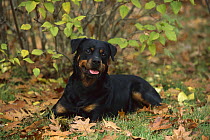 Rottweiler (Canis familiaris) adult resting on forest floor surrounded by fallen oak leaves