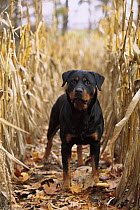 Rottweiler (Canis familiaris) adult portrait among dried corn stalks in the fall
