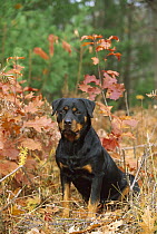 Rottweiler (Canis familiaris) adult portrait sitting in fall woods