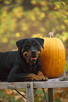 Rottweiler (Canis familiaris) adult portrait with pumpkin in the fall