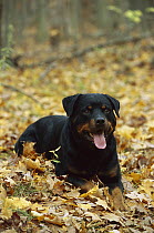 Rottweiler (Canis familiaris) adult resting on ground among fall leaves