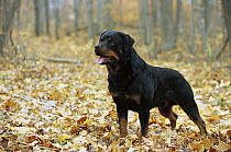Rottweiler (Canis familiaris) adult male standing among fallen leaves in autumn woods