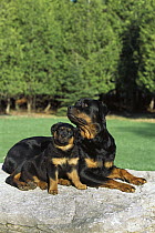 Rottweiler (Canis familiaris) mother and puppy resting together on rock