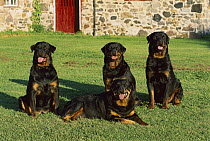 Rottweiler (Canis familiaris) four adults resting together on lawn
