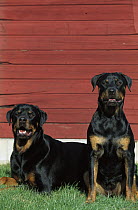 Rottweiler (Canis familiaris) pair sitting together in front of red barn