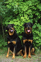 Rottweiler (Canis familiaris) pair sitting together