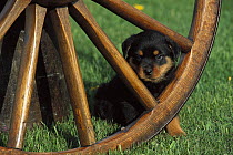 Rottweiler (Canis familiaris) portrait of a puppy peering through a wagon wheel