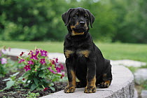 Rottweiler (Canis familiaris) portrait of a puppy sitting on a garden wall