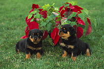 Rottweiler (Canis familiaris) two puppies on lawn with poinsettia plant