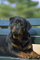 Rottweiler (Canis familiaris) adult portrait on park bench