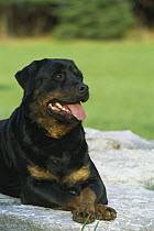 Rottweiler (Canis familiaris) adult portrait