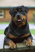 Rottweiler (Canis familiaris) adult portrait resting on picnic table