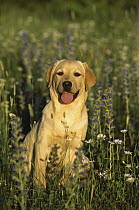 Yellow Labrador Retriever (Canis familiaris) portrait of a puppy sitting in a field of wildflowers