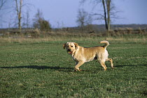 Yellow Labrador Retriever (Canis familiaris) playing fetch with a tennis ball