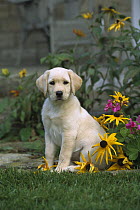 Yellow Labrador Retriever (Canis familiaris) portrait of a puppy sitting among garden flowers including black-eyed Susans