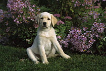 Yellow Labrador Retriever (Canis familiaris) portrait of a puppy sitting among garden flowers