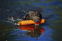 Chocolate Labrador Retriever (Canis familiaris) swimming in lake with an orange training dummy
