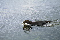 Chocolate Labrador Retriever (Canis familiaris) swimming in lake with a white training dummy in its mouth