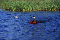 Chocolate Labrador Retriever (Canis familiaris) swimming past duck decoys with an orange training dummy in its mouth