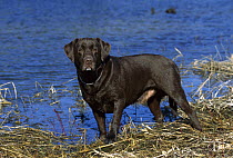 Chocolate Labrador Retriever (Canis familiaris) portrait of adult male standing on lake shore